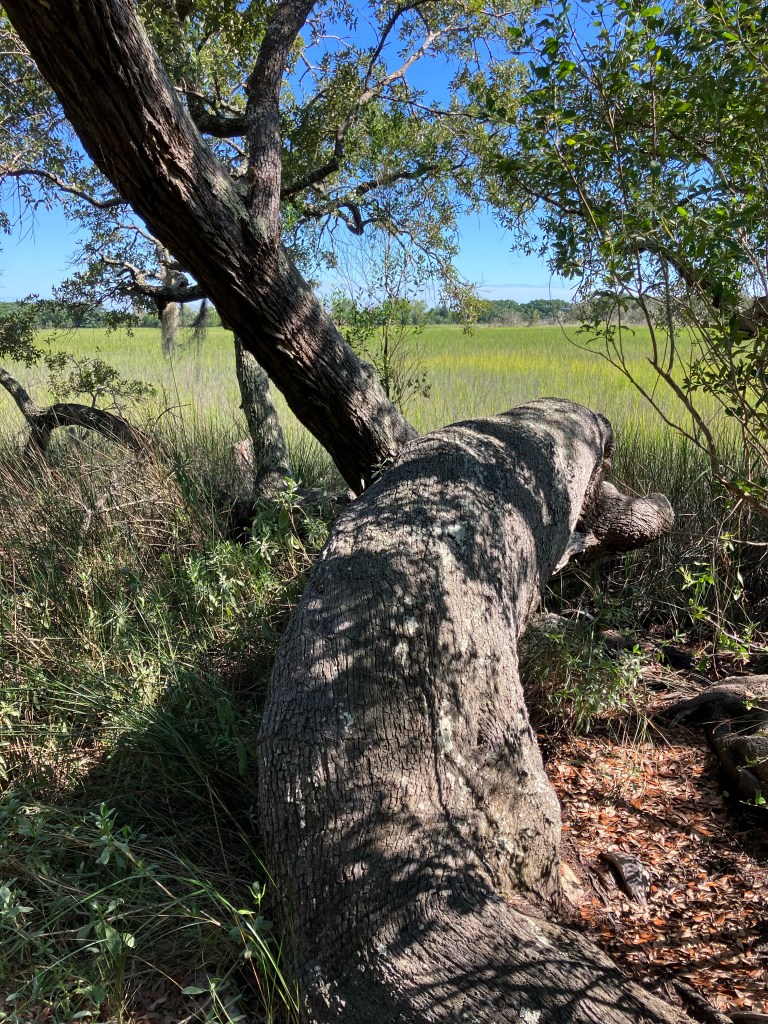 Fallen oak trunk at the edge of the marsh