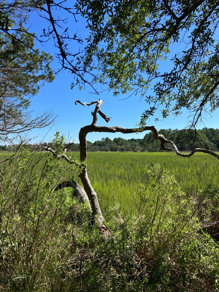 Salt marsh framed by twisting oak branches