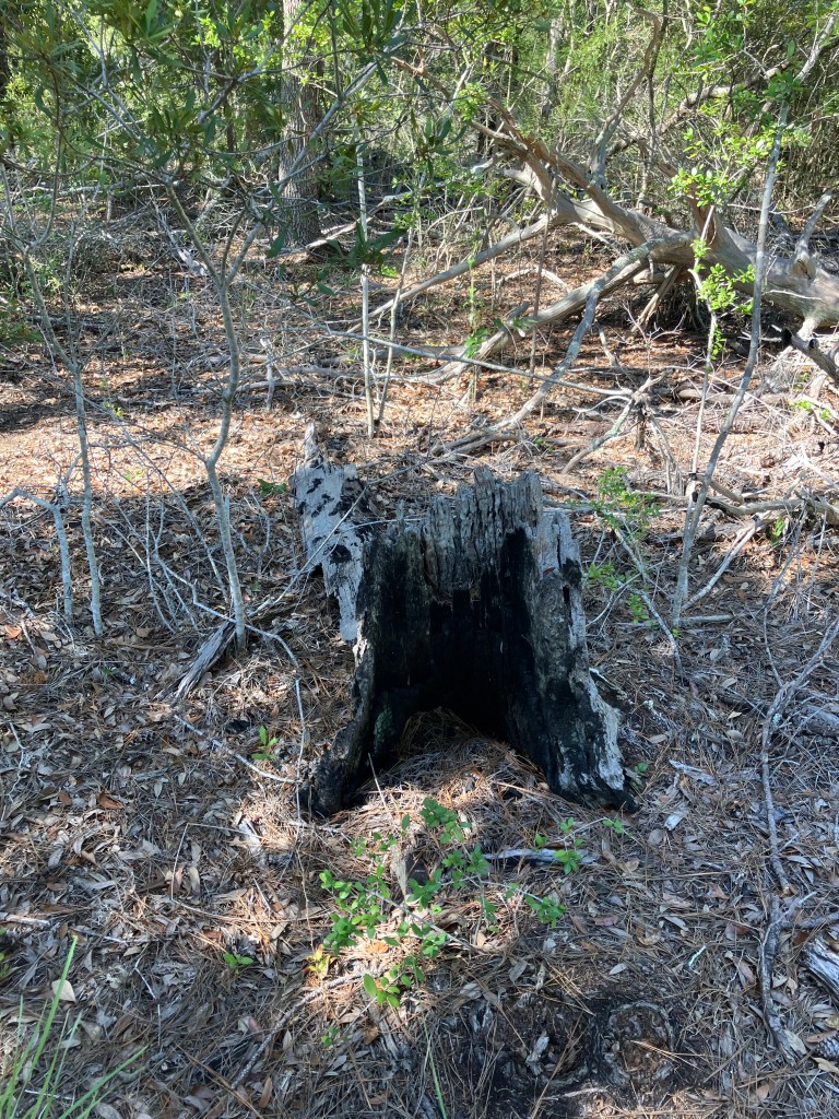 Charred tree stump in the forest undergrowth