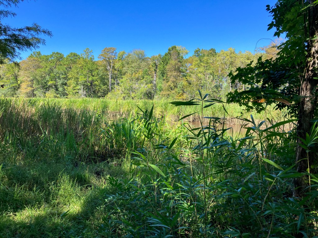 Green marsh grasses and tree line under a blue sky at Hampton Plantation