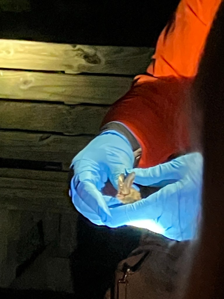 Gloved hands holding a Rafinesque's big-eared bat by flashlight