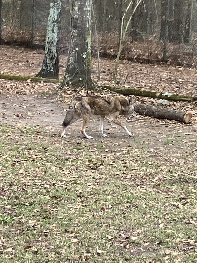A red wolf walking in its enclosure at the Sewee Visitor Center