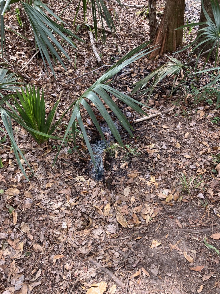 Natural spring among palmettos on the forest floor
