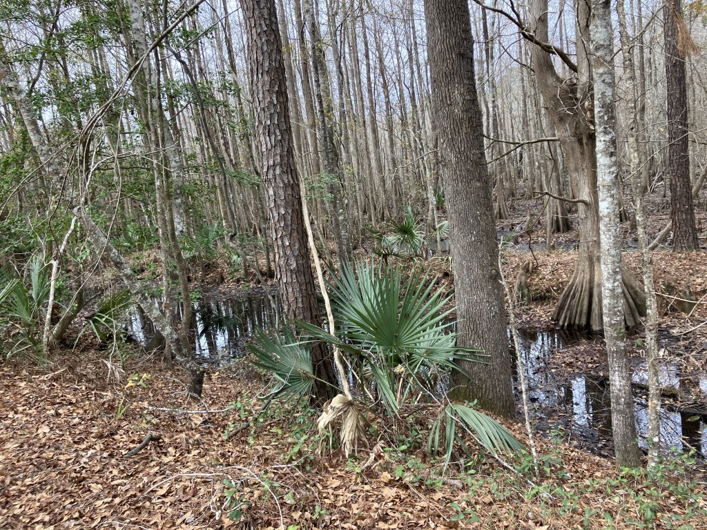 Dwarf palmetto beside the swamp water