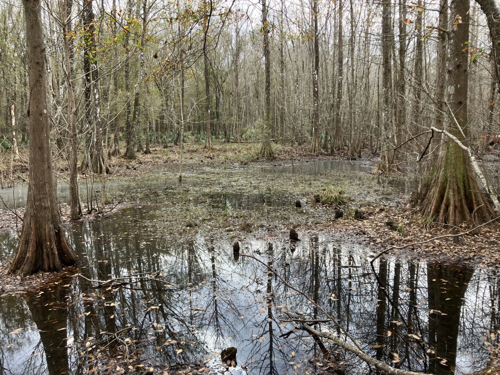 Cypress trees standing in still swamp water