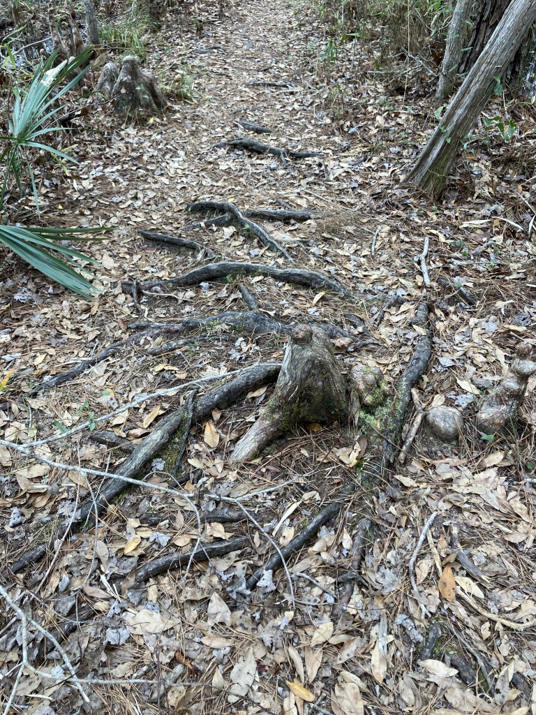Tree roots across the leaf-covered trail