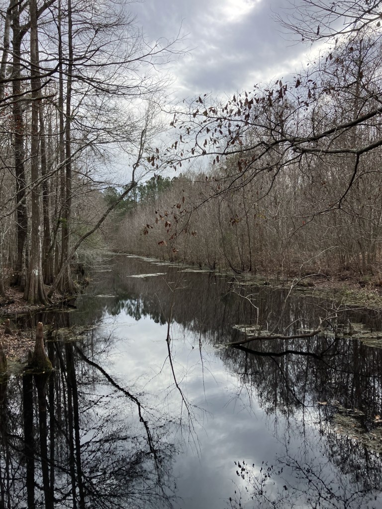 Dark water and cypress trees under a gray sky