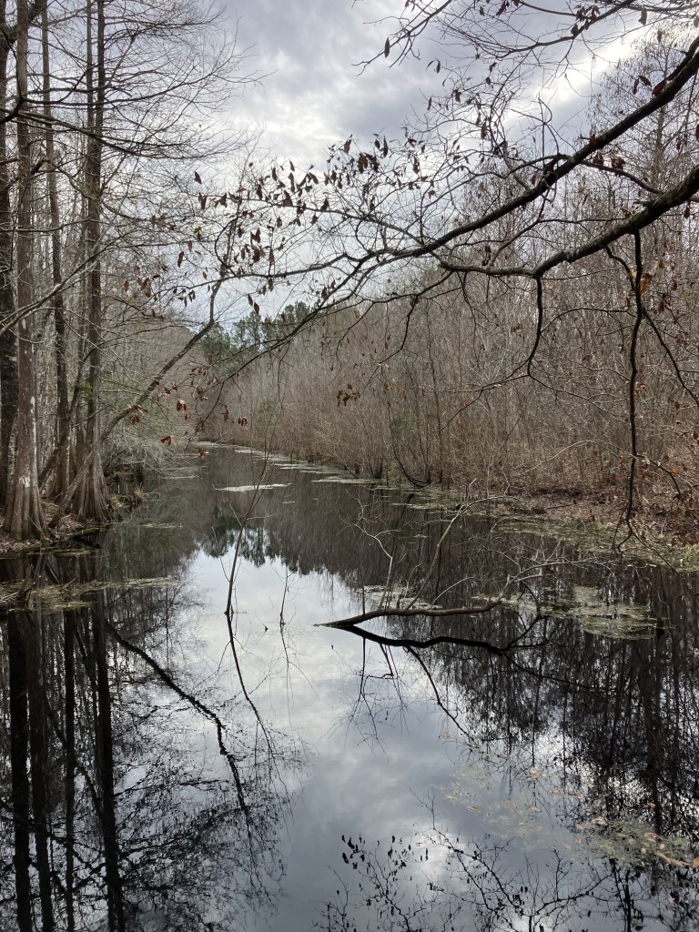 Still water of an old rice reserve reflecting bare trees