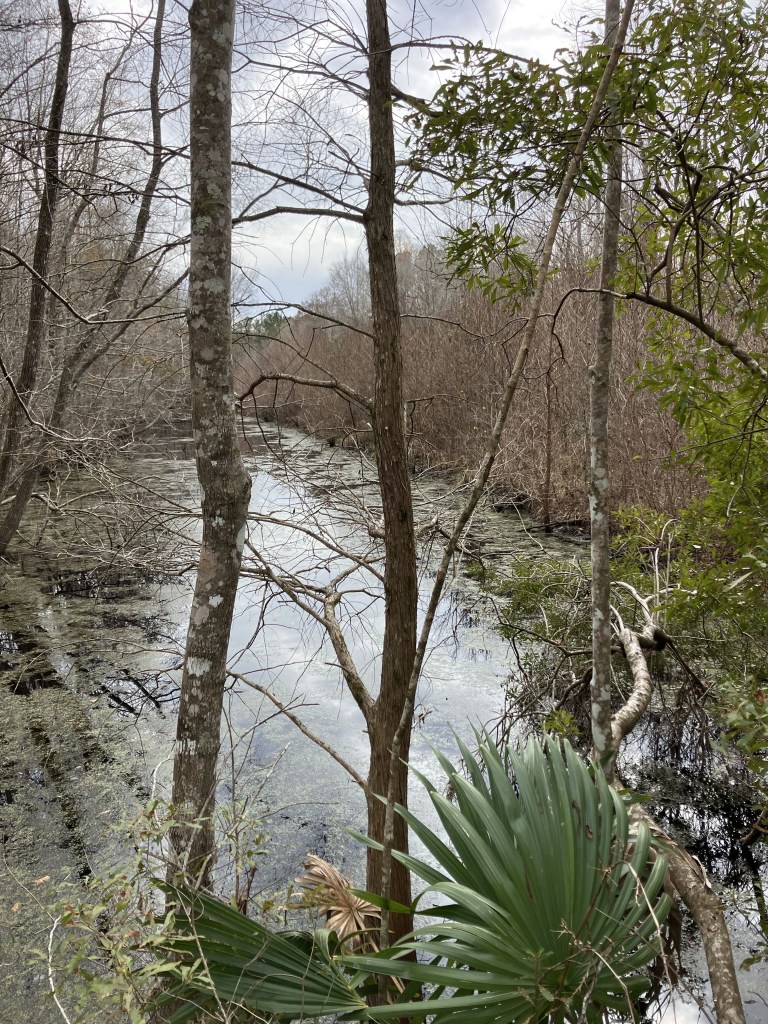 Blackwater canal through the swamp with a palmetto in front