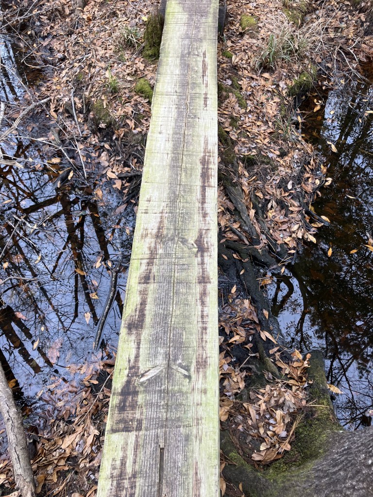 Wooden plank crossing over dark swamp water