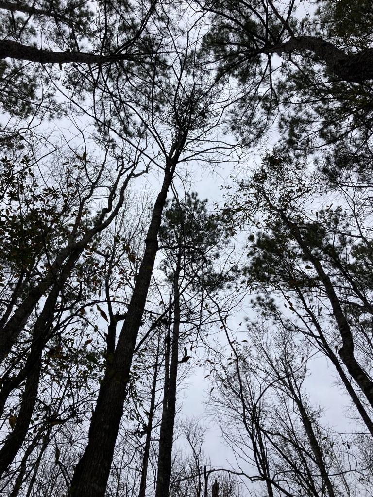 Looking up through tall bare trees in I'on Swamp