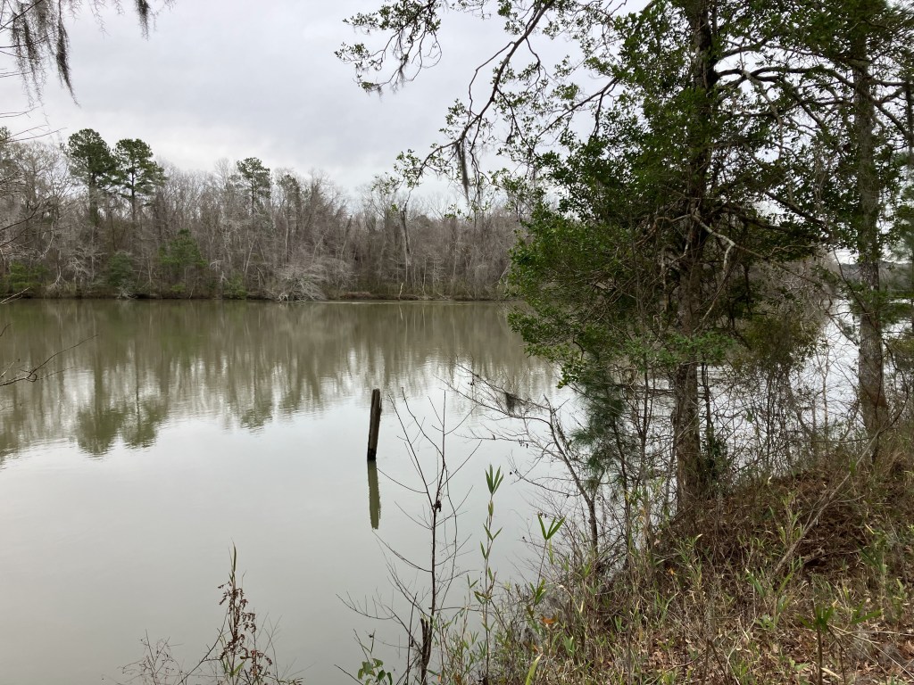 The river with pines along the bank