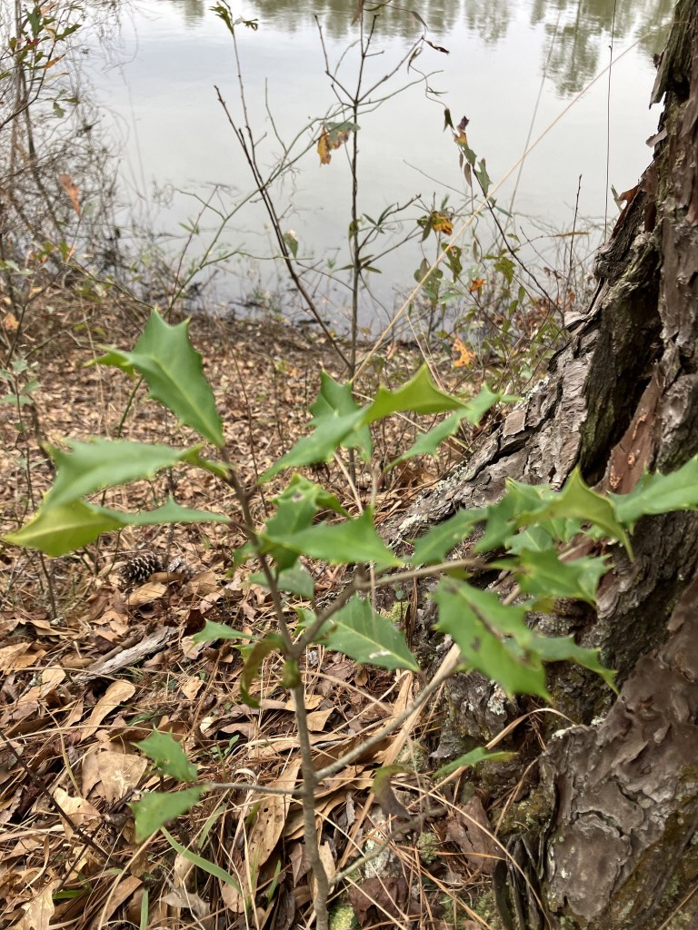 Small plant growing at the base of a tree trunk