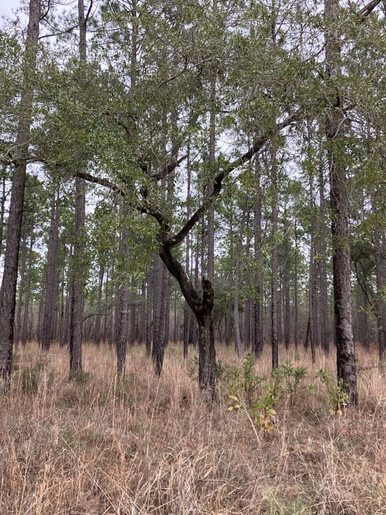 Tall pines in the woods on the trail to Battery Warren