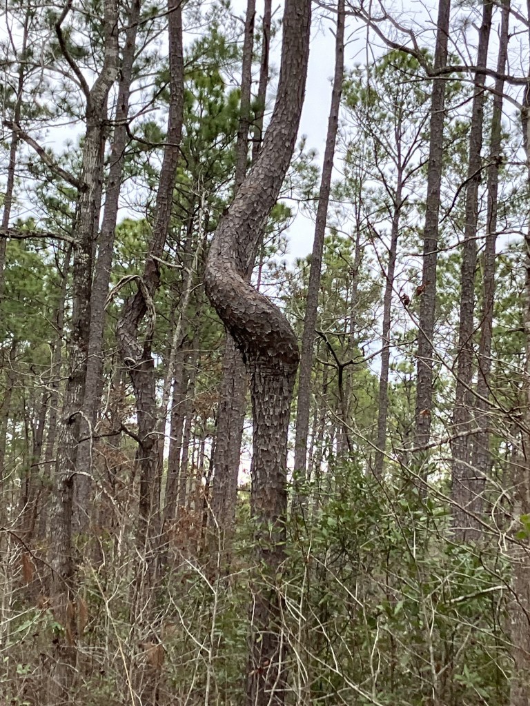 Twisted trunks along the I'on Swamp trail