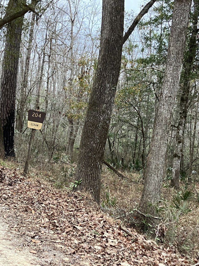 Small trail sign among bare trees on the I'on Swamp trail