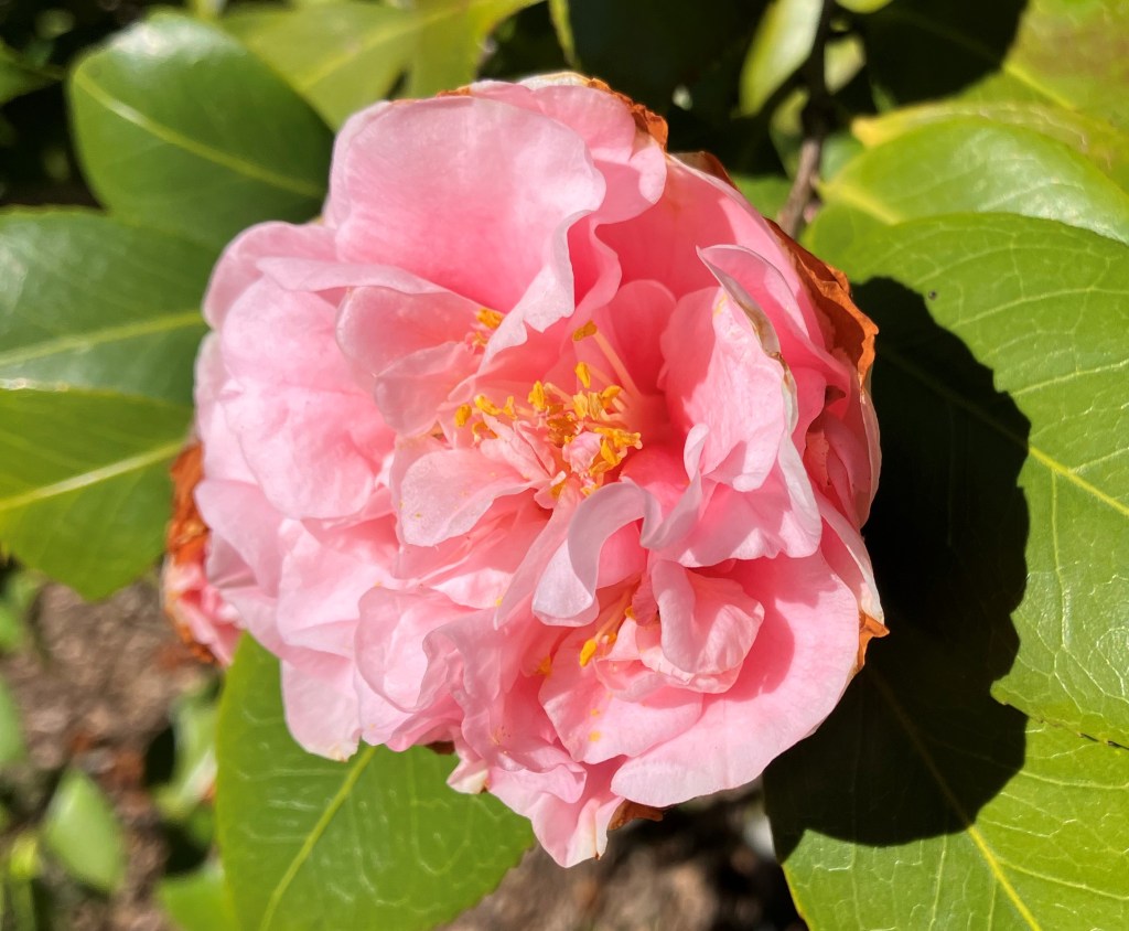 Pink camellia bloom at Brookgreen Gardens