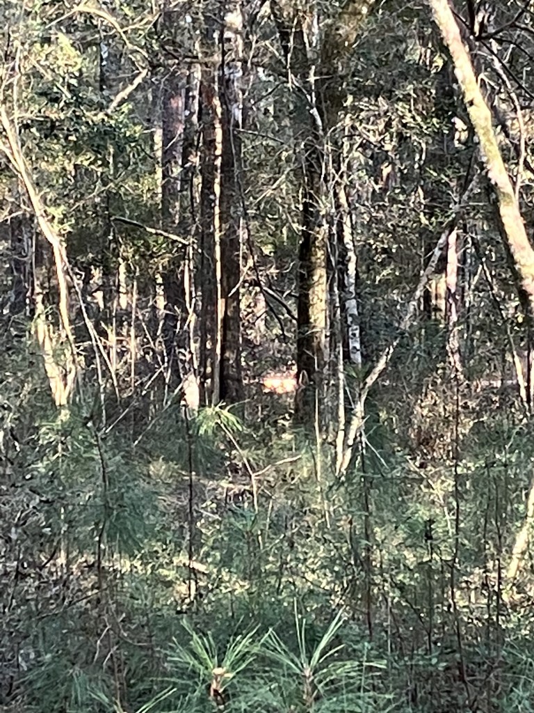 Thick woods around the enslaved people's cemetery