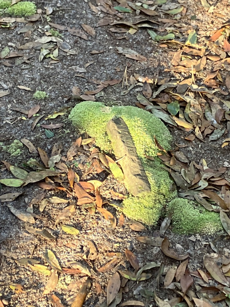 Small grave marker covered in green moss
