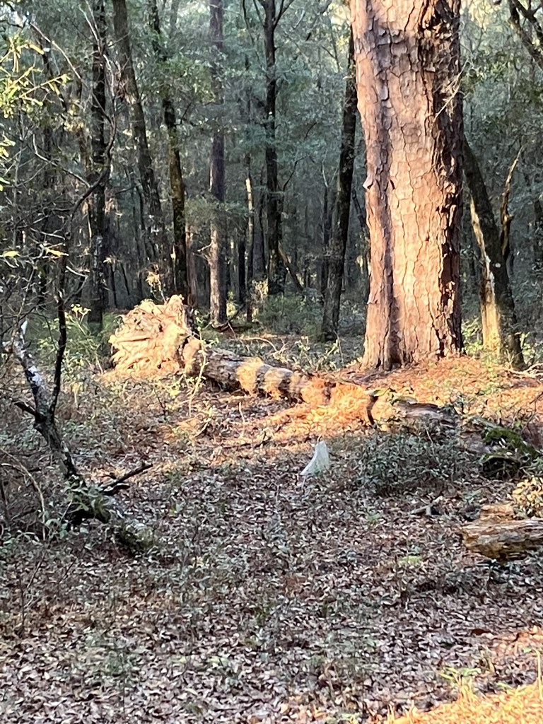 Fallen tree among the graves in the woods