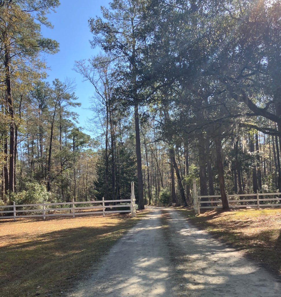 Dirt entrance road through the pines at Ramsey Grove State Park