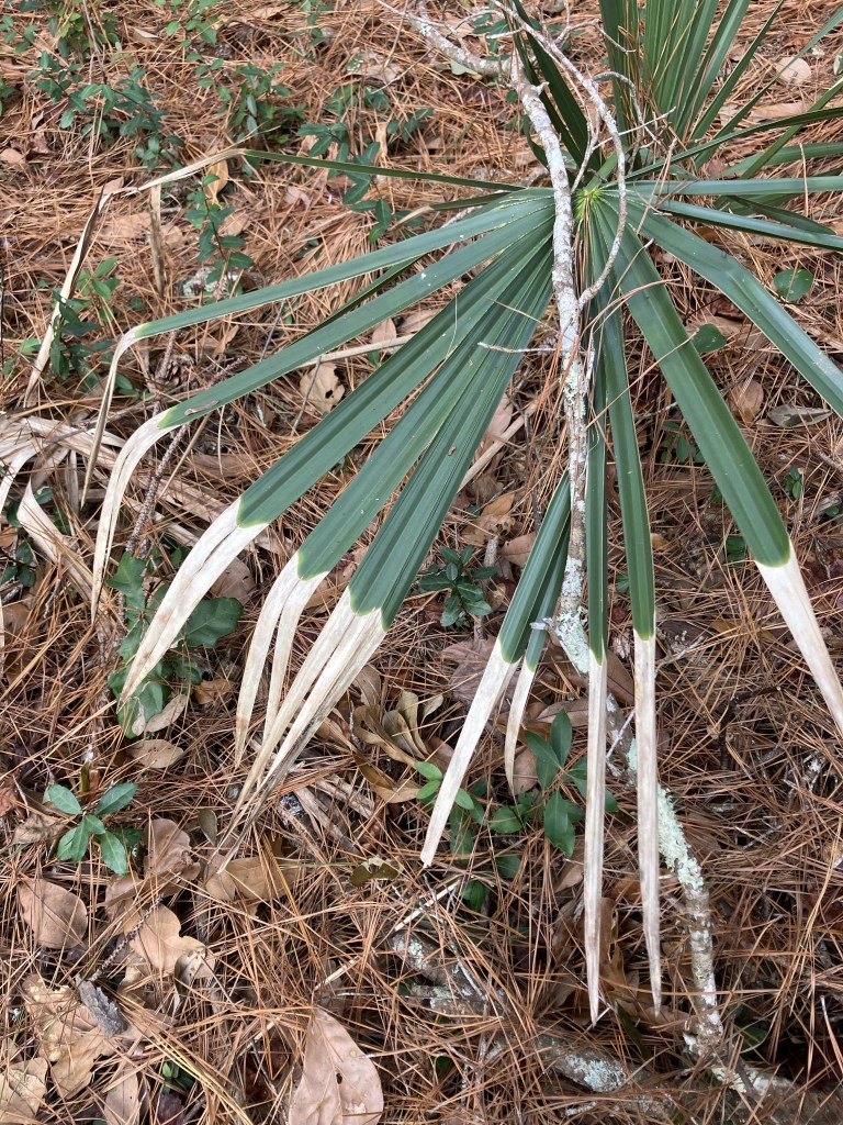 Close view of saw palmetto fronds on the pine straw