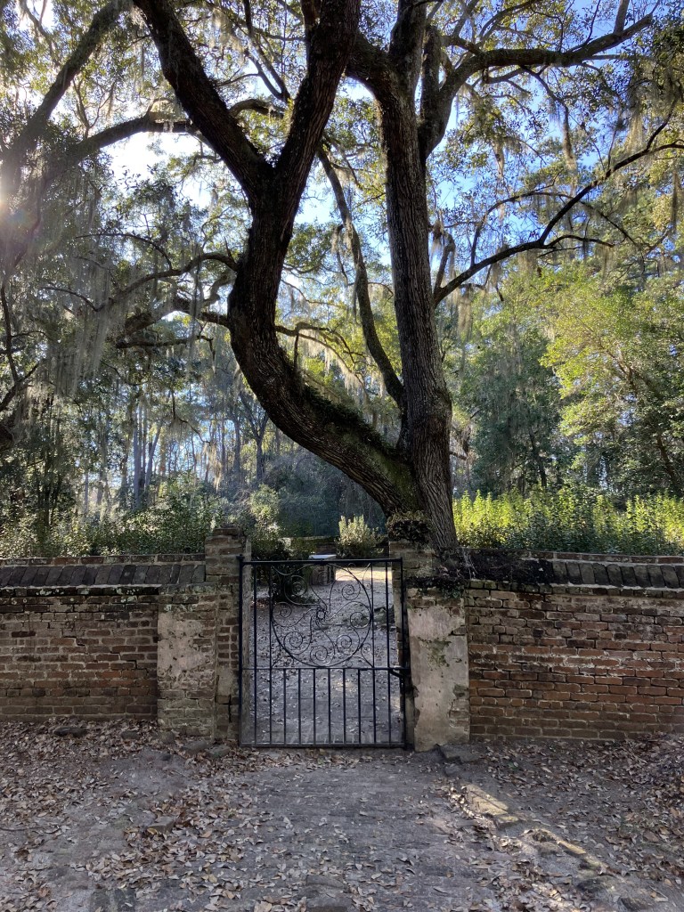 Iron gate in the cemetery wall under a live oak
