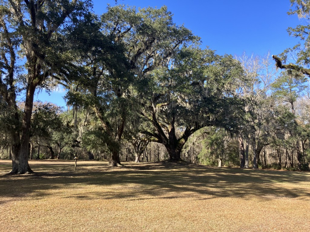Grove of spreading live oaks under a blue sky