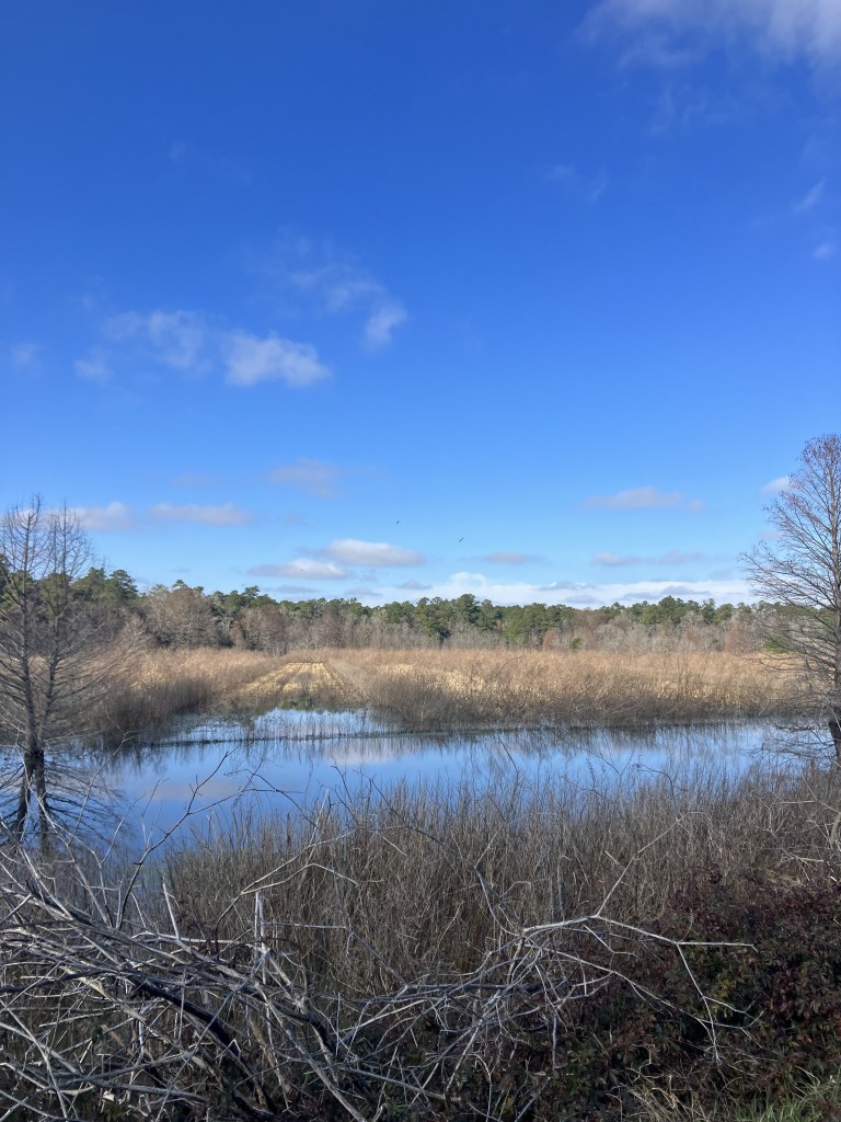 Pond edged with dry grass and brush