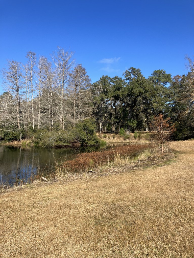 Dry grass field sloping down to the water and bare trees