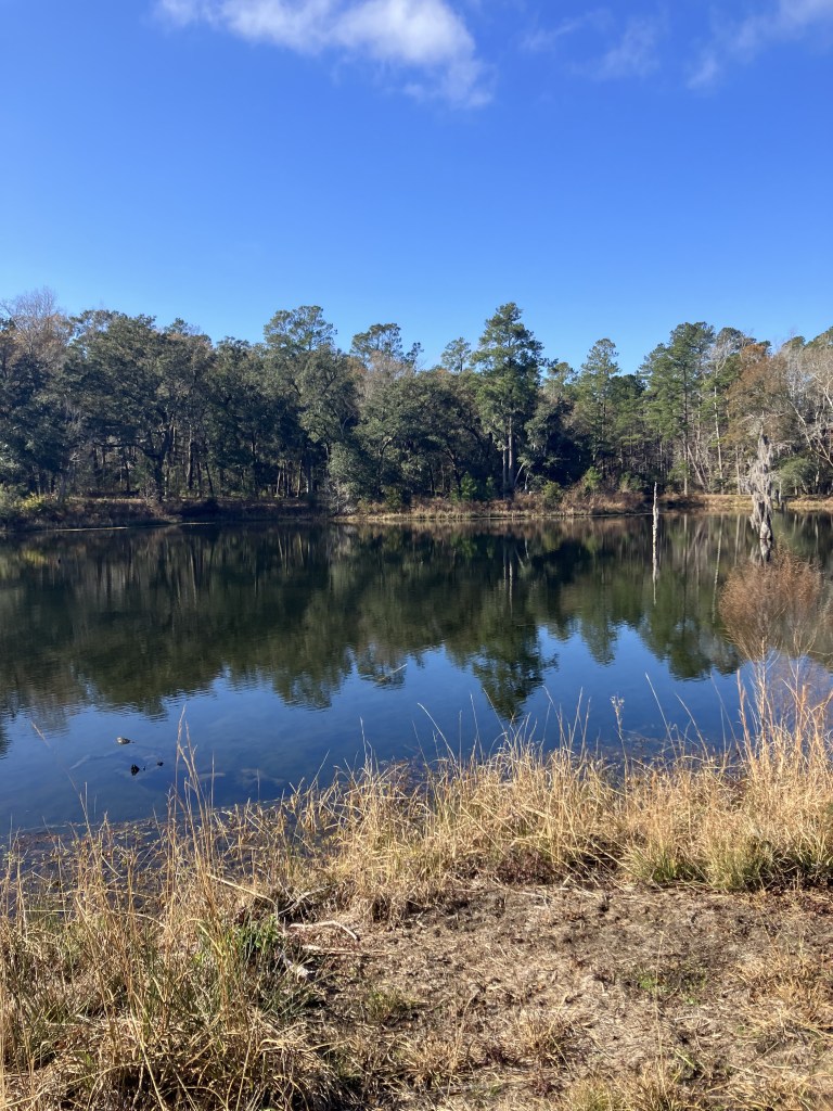 Dark calm water bordered by evergreen forest