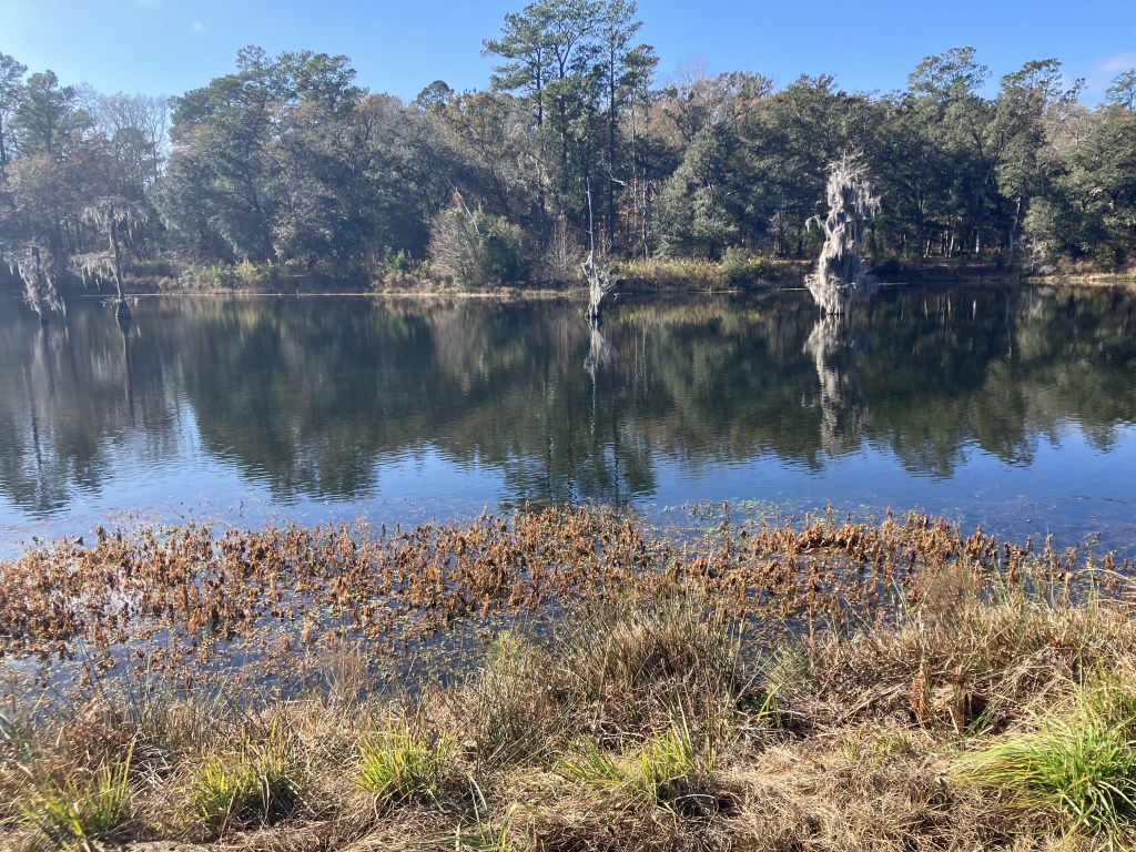Trees reflected in the calm water
