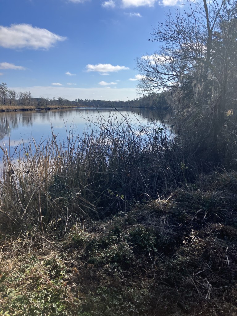 Wide view of the waterfowl impoundment through the brush under a blue sky
