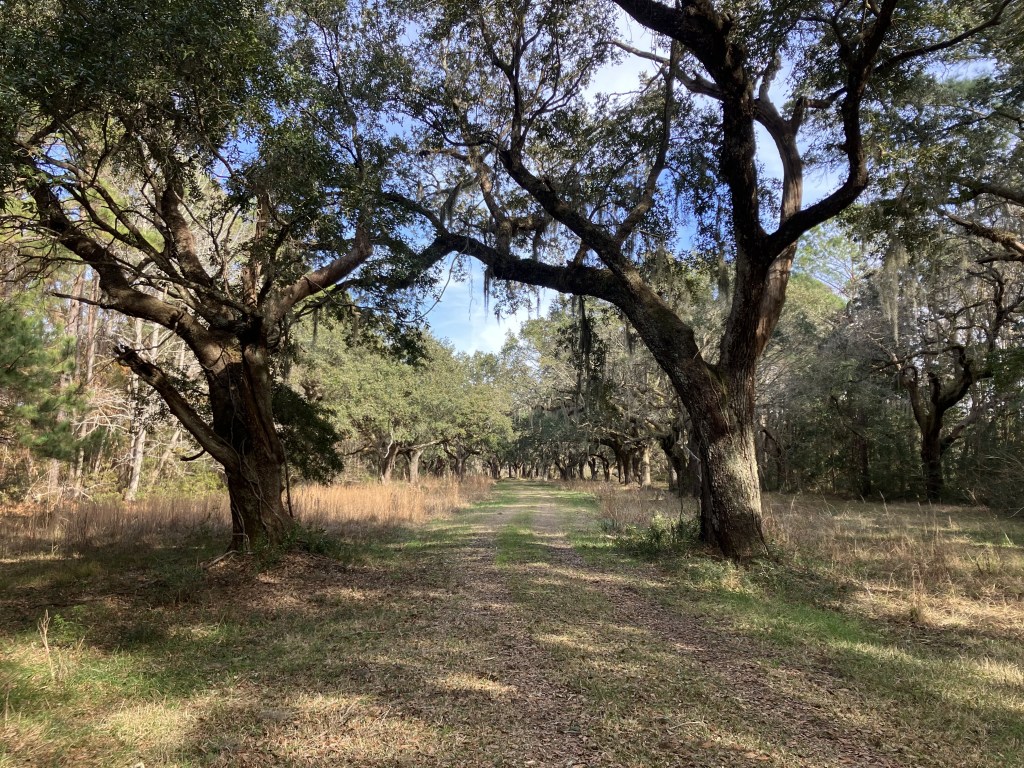 Spreading live oaks in an open field at Tibwin