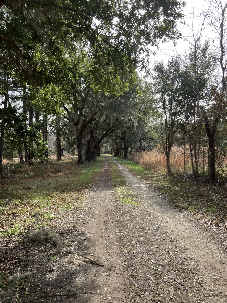 Dirt road under live oaks leading into Tibwin Plantation
