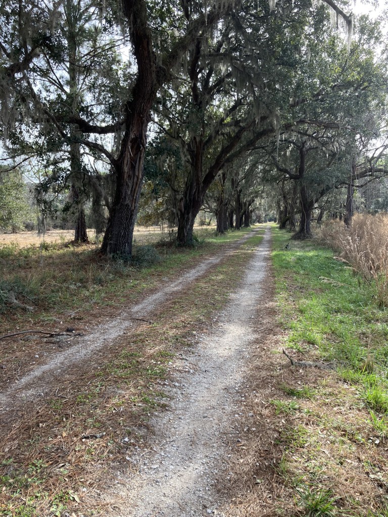 Two-track road through an avenue of oaks at Tibwin
