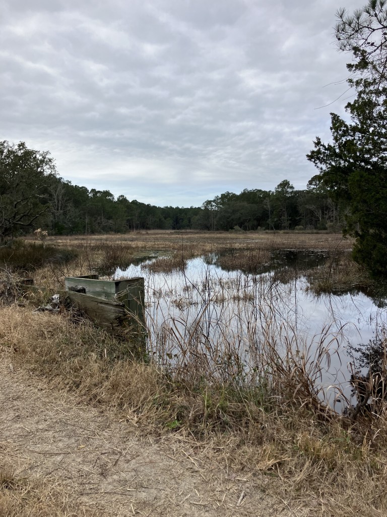 Pond and marsh grass beside the trail
