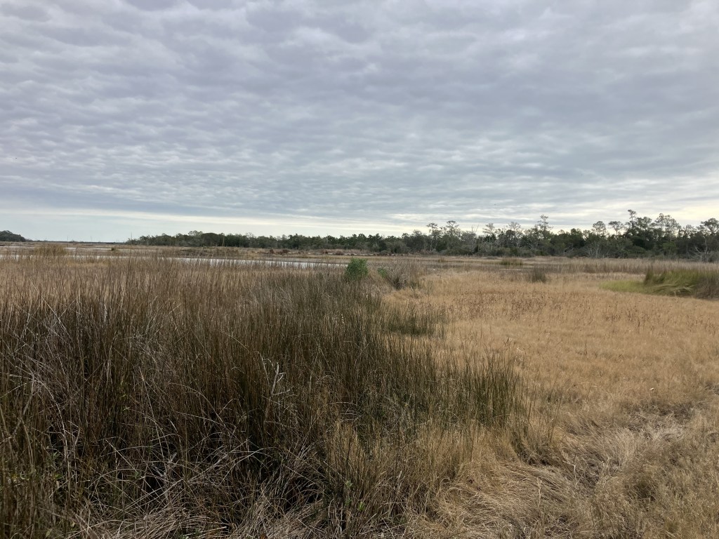 Salt marsh grasses under a cloudy sky