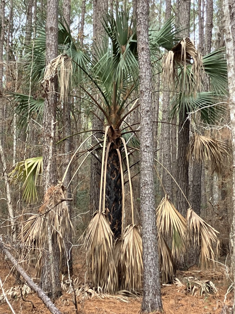 Palmettos and pines in the forest after a controlled burn at Tibwin South