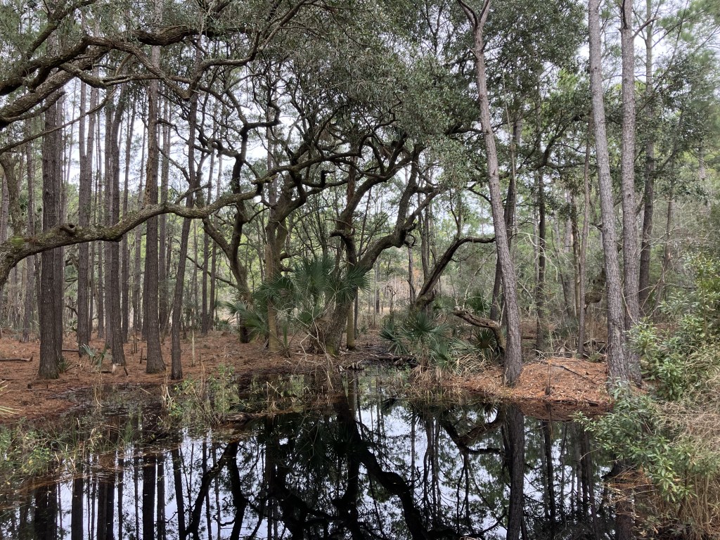 Dark pond reflecting the trees at Tibwin