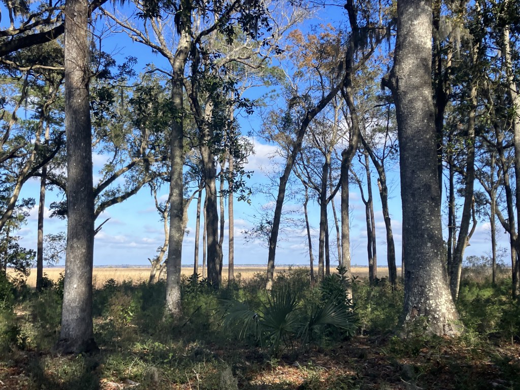 View from the front of the Eldorado house through the trees toward the marsh