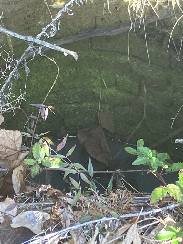 Water inside an old brick cistern among vines
