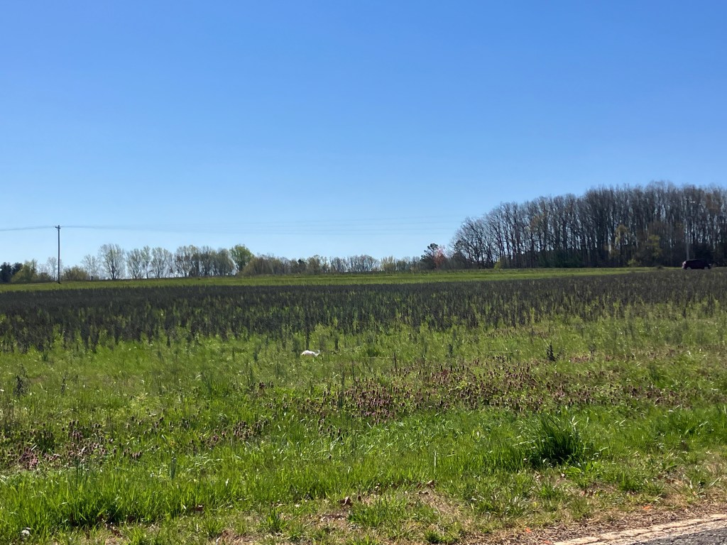 Plowed field and distant trees near Sellerstown Road