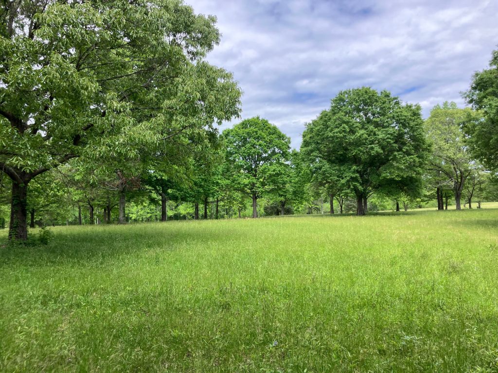 Rolling grassy field and trees on the Cowpens battlefield