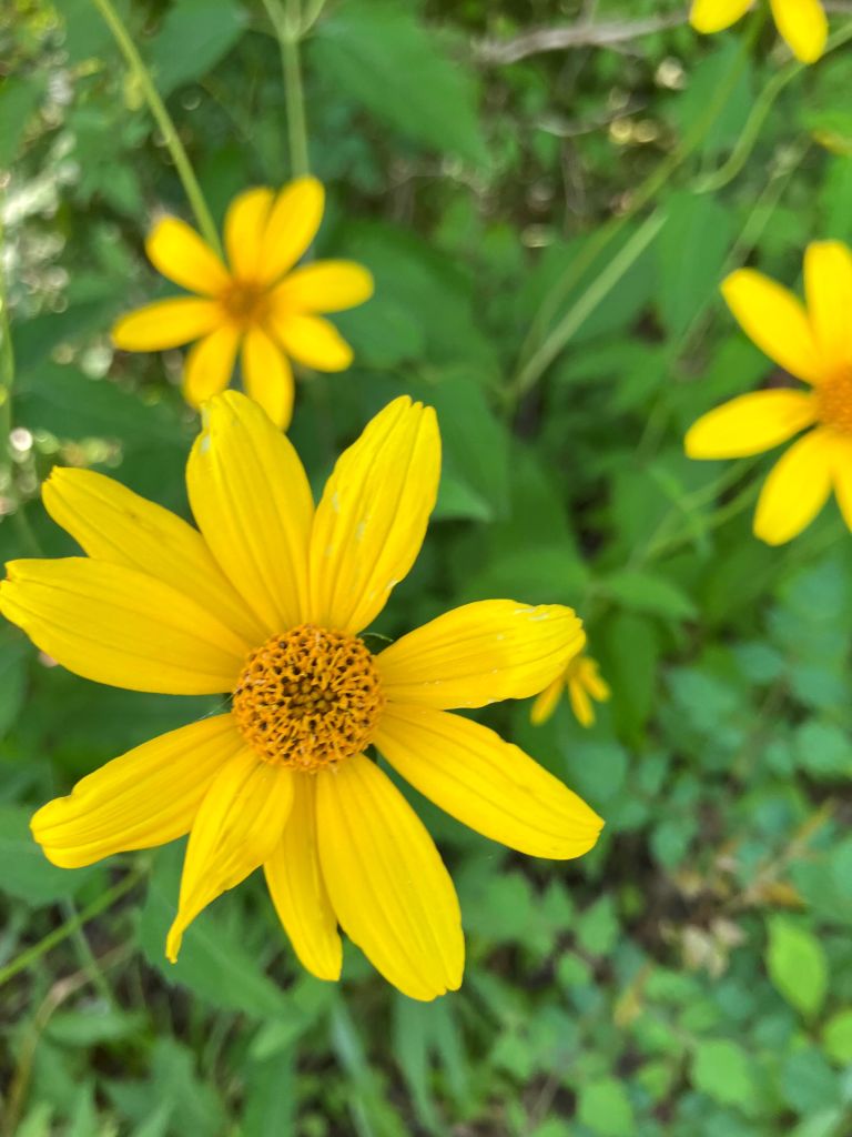 Close view of a yellow wildflower at Wambaw