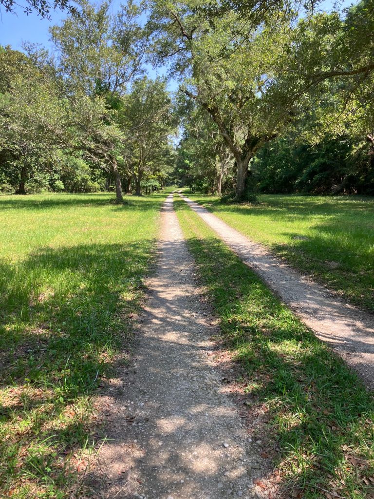 Grassy two-track road through the live oaks at Tibwin