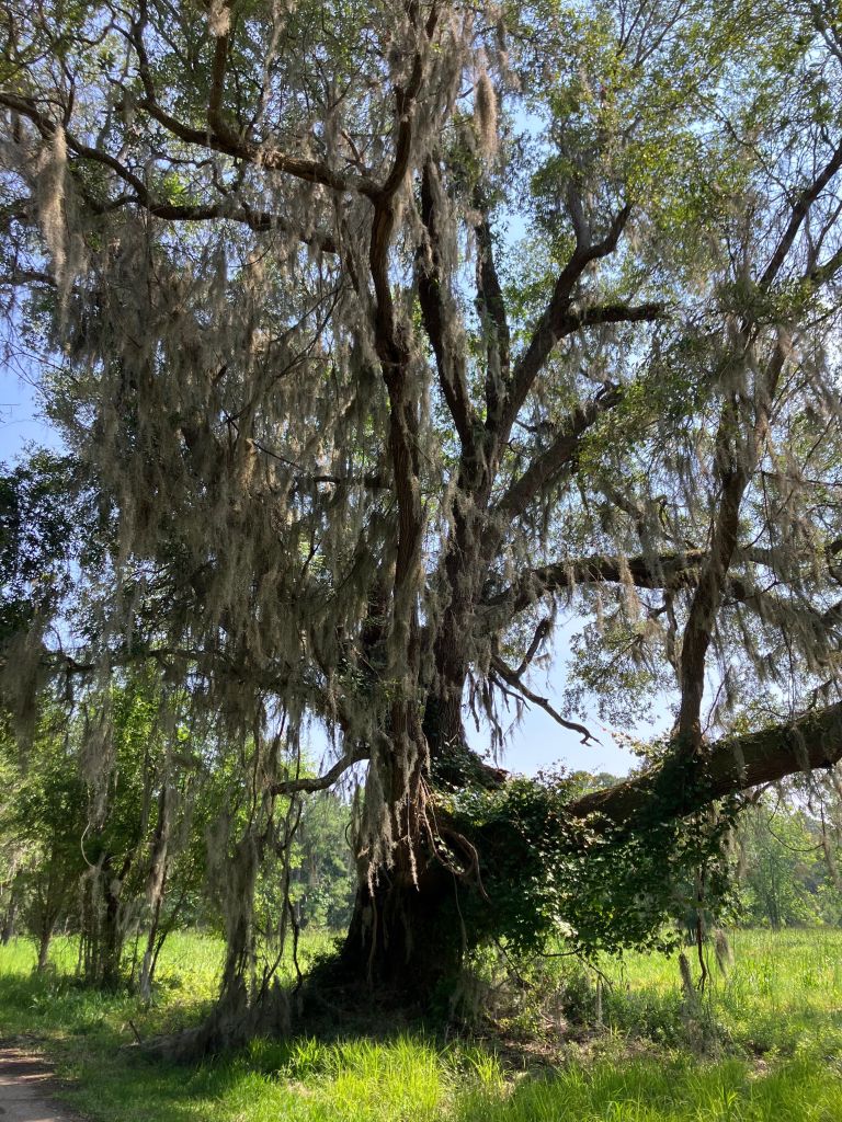 Large leaning live oak draped in moss on the Tibwin grounds
