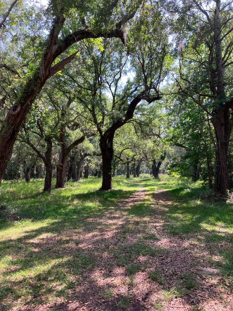 Grassy path through the live oak avenue at Tibwin