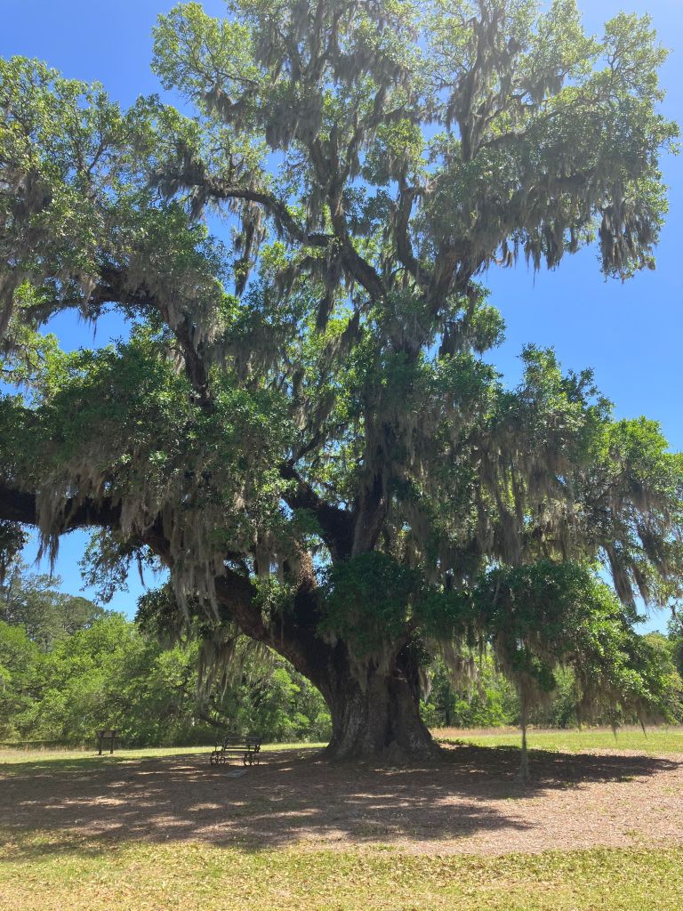 The huge live oak known as the George Washington Oak at Hampton Plantation, draped in Spanish moss