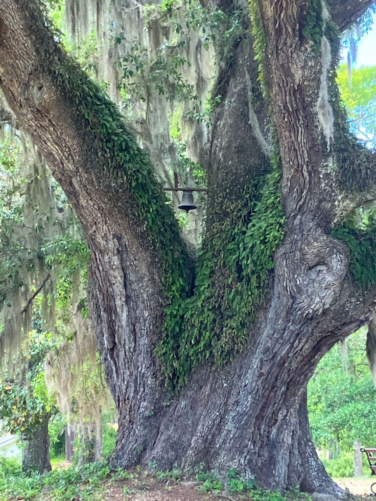 Massive trunk of the George Washington Oak covered in resurrection fern